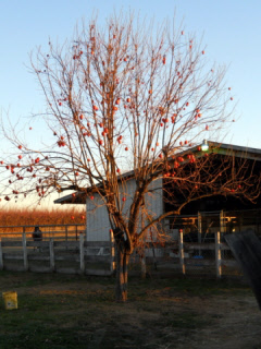 Persimmon tree in winter