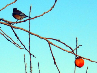 Western bluebird and persimmon
