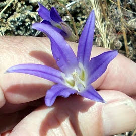 Small delicate flower in the Sierra Nevada