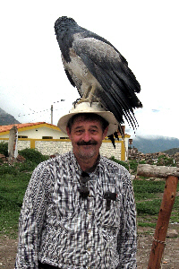 Man in Peru with a black-chested eagle-buzzard on his hat.